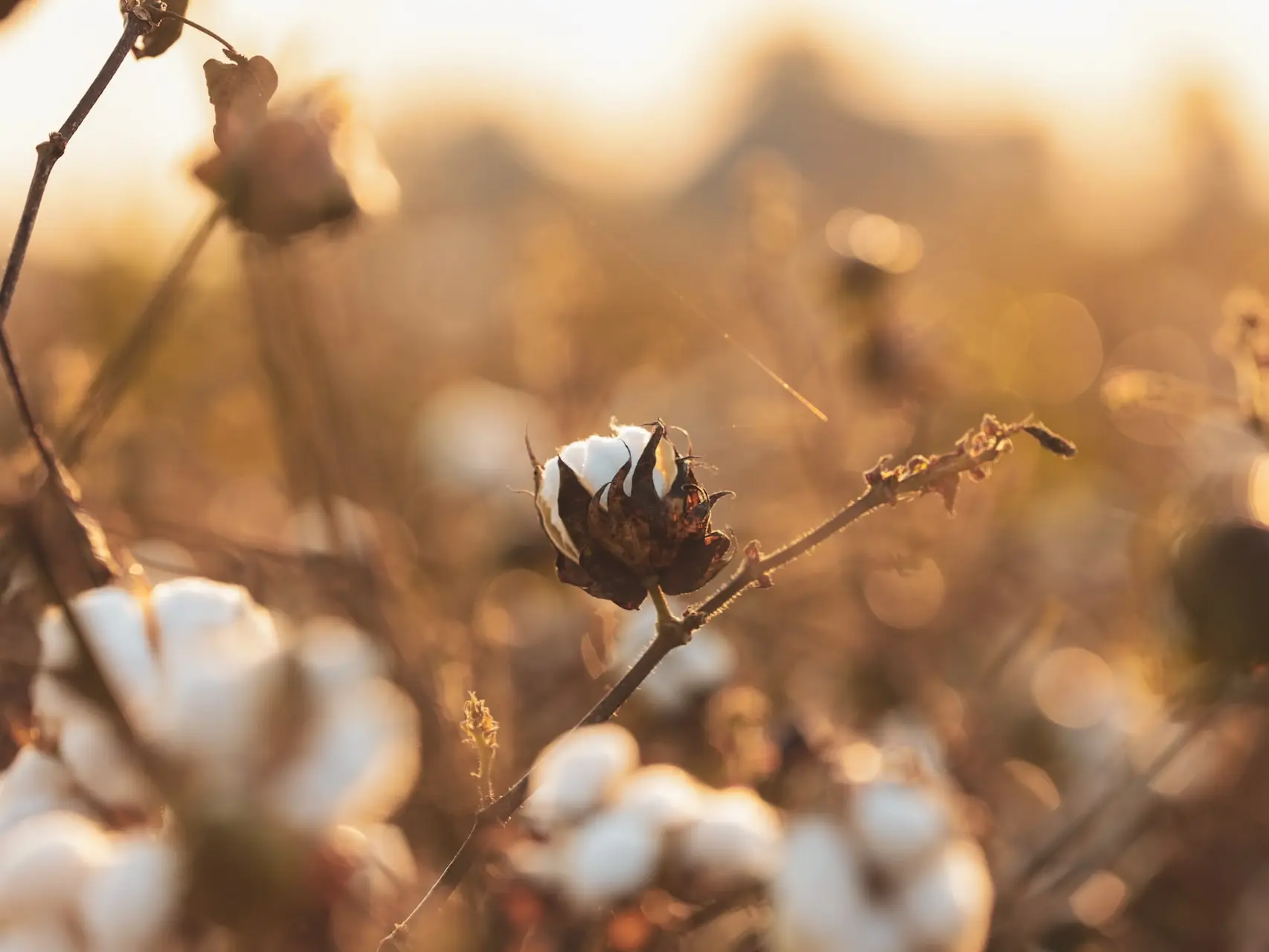 a close up of a cotton plant with a blurry background