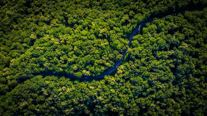 aerial view of green trees